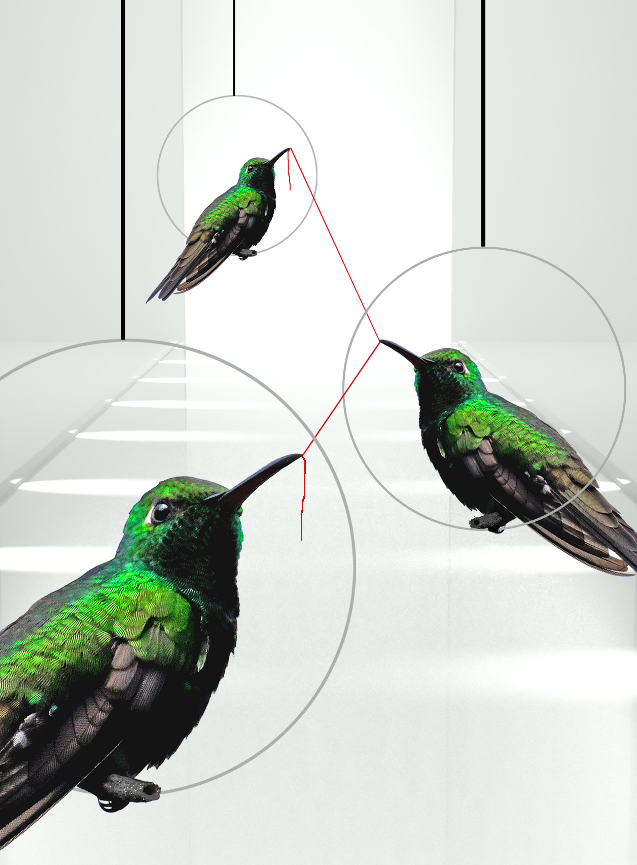 Puristischer, lichtdurchfluteter Laufsteg mit grün-glänzenden Kolibris, die – jeweils auf einem zierlichen grauen, von der Decke an schwarzen Stäben herabhängenden Ring sitzend – alle drei mit dem Schnabel den gleichen langen, roten Faden halten und somit gemeinsam eine Performance darbieten